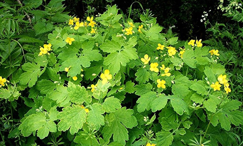 celandine herb for nail fungus